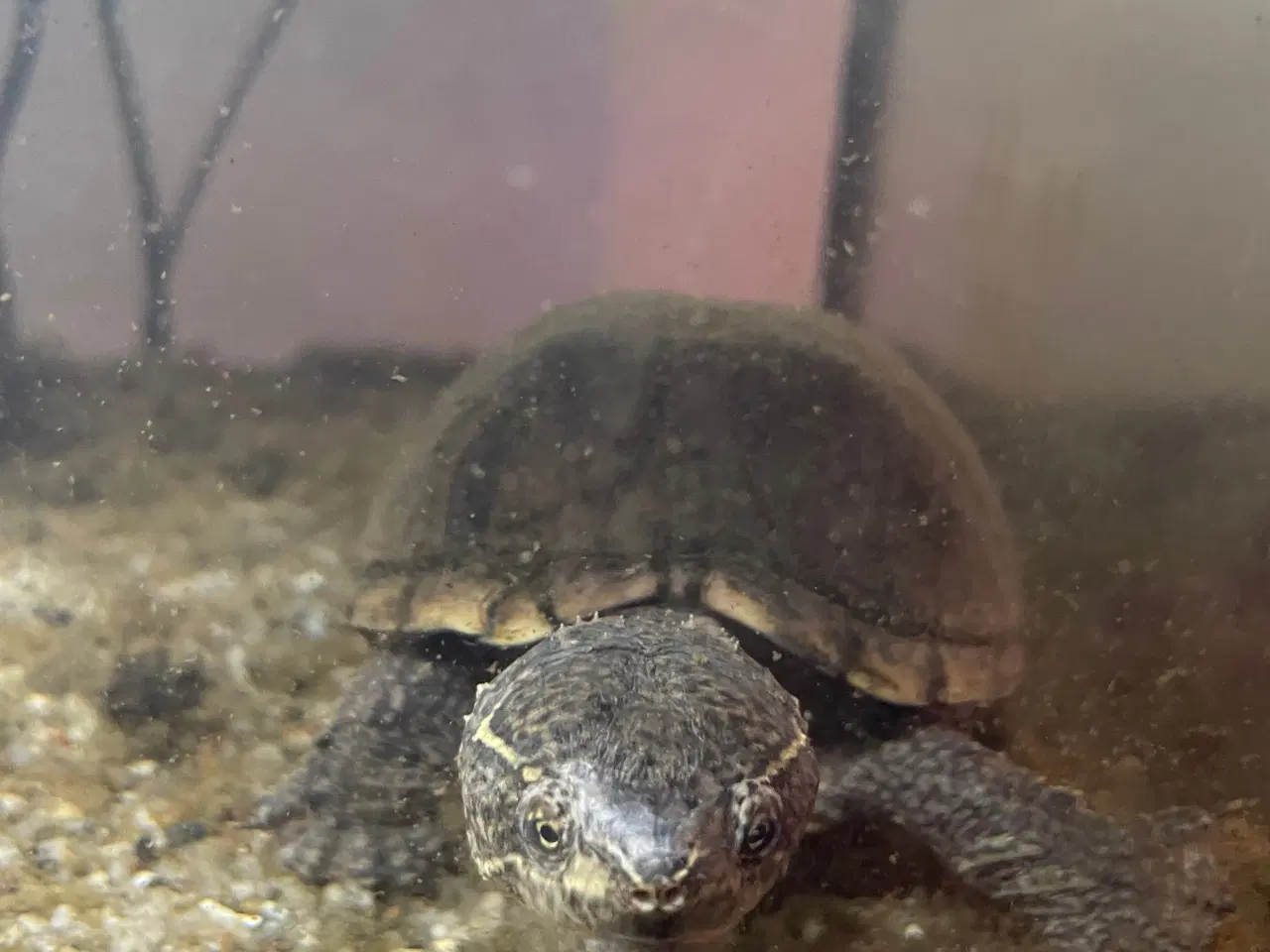 Billede 2 - Sumpskildpadde med akvarie, pumpe, lys indhold 