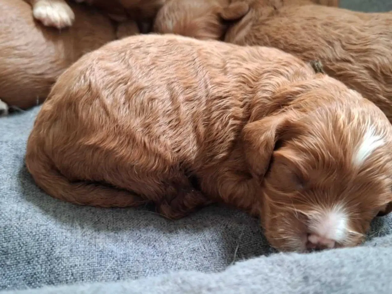 Billede 1 - Smukke cavapoo 