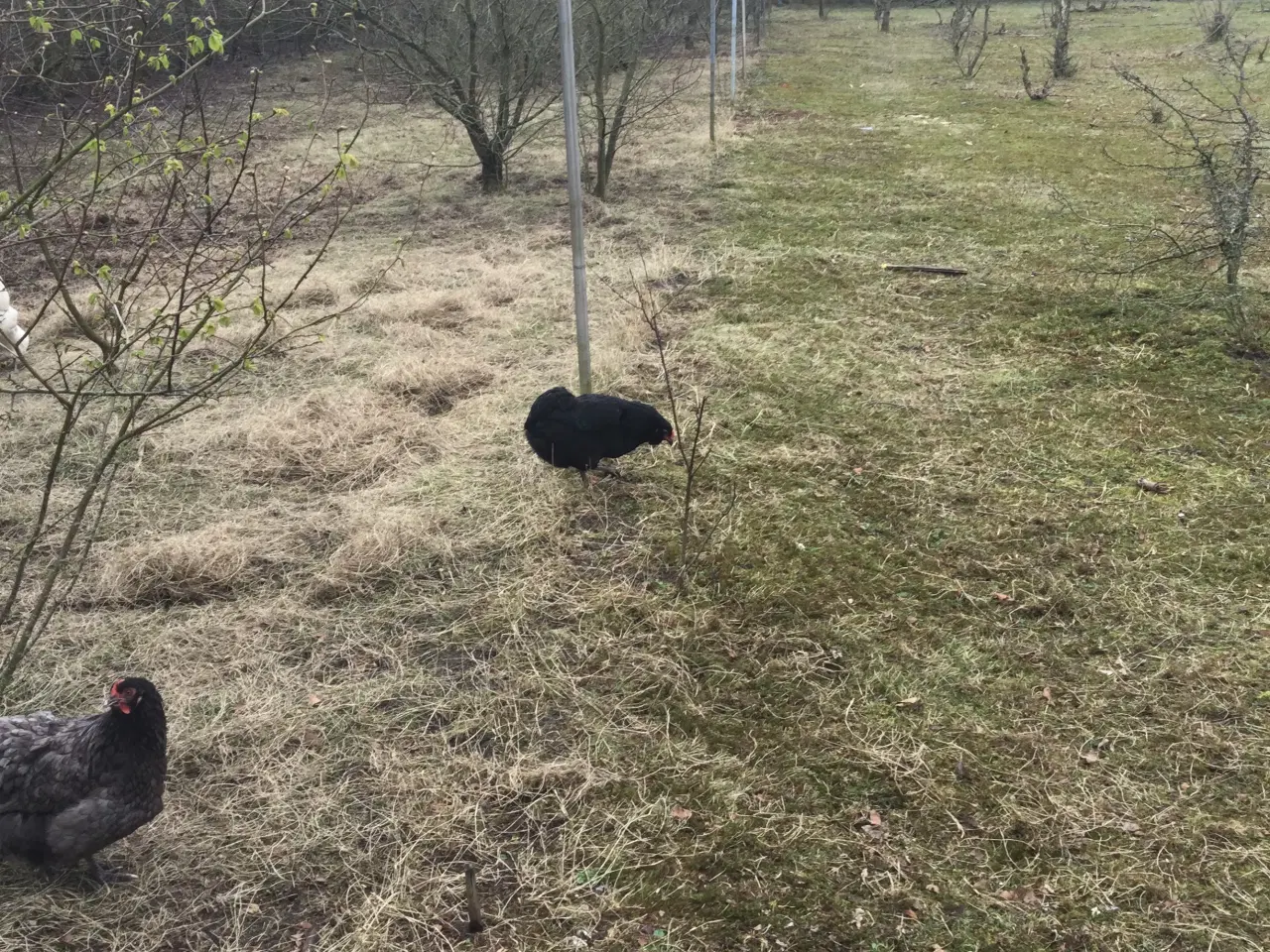 Billede 2 - Araucana hønniker
