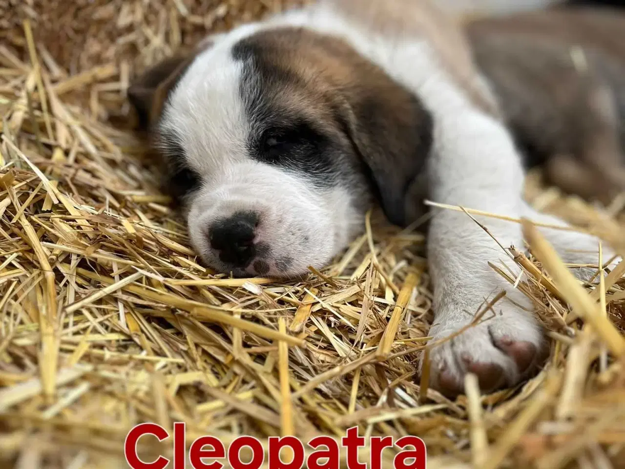 Billede 4 - Mastif hundehvalpe