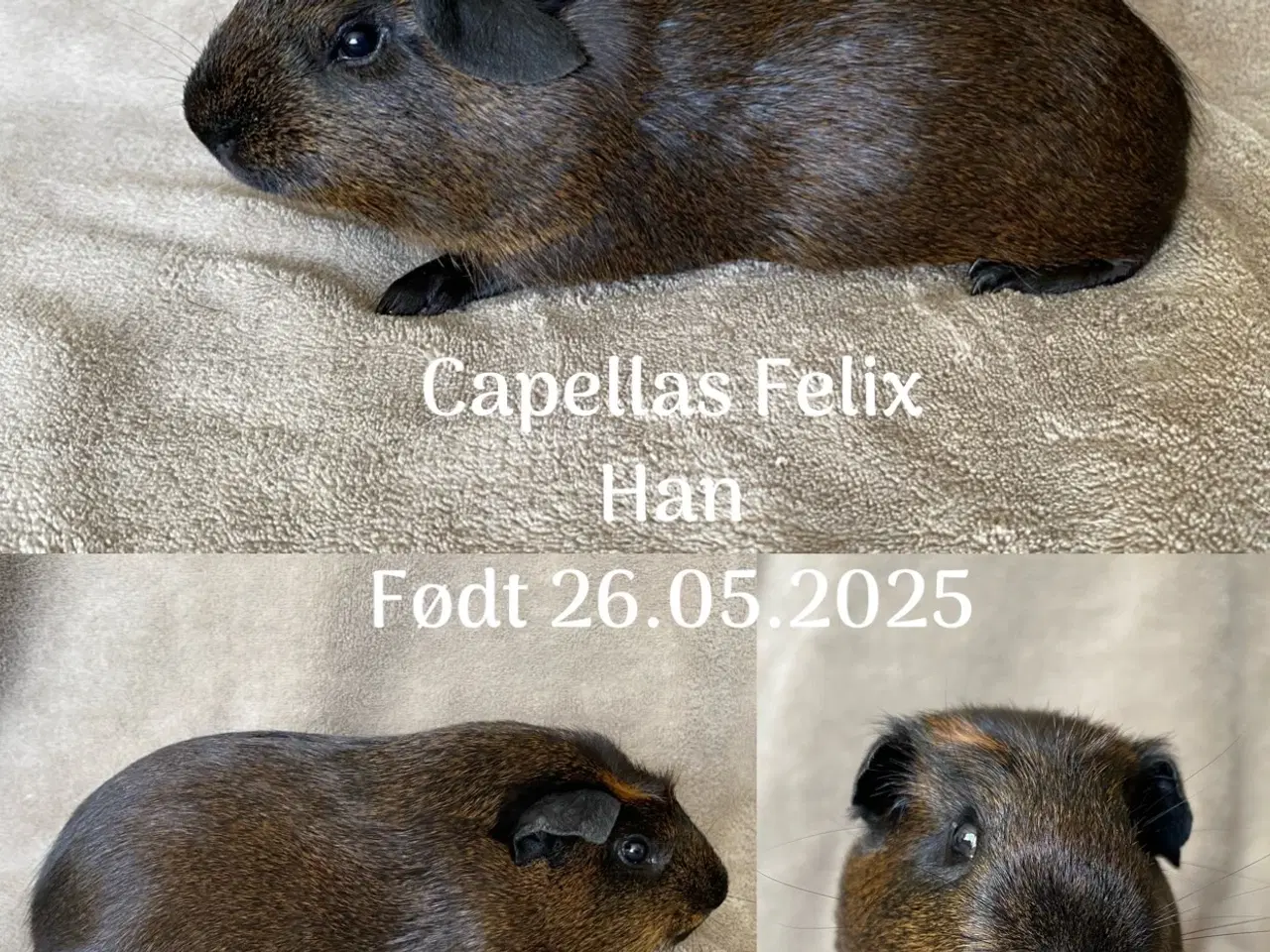 Billede 3 - 2 marsvin sælges 