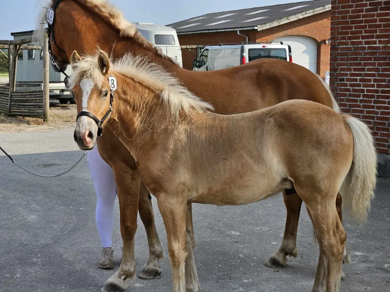 Billede 6 - Lækker haflinger føl 