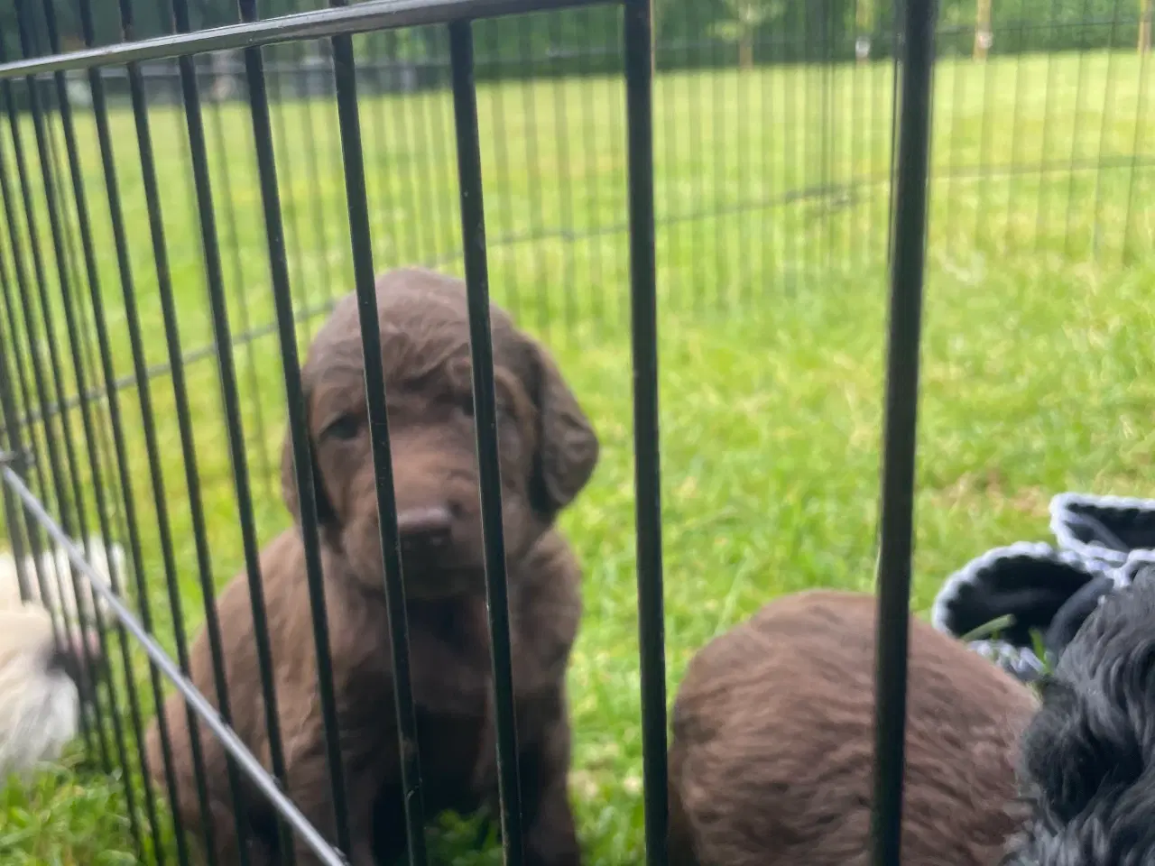 Billede 14 - Labradoodle