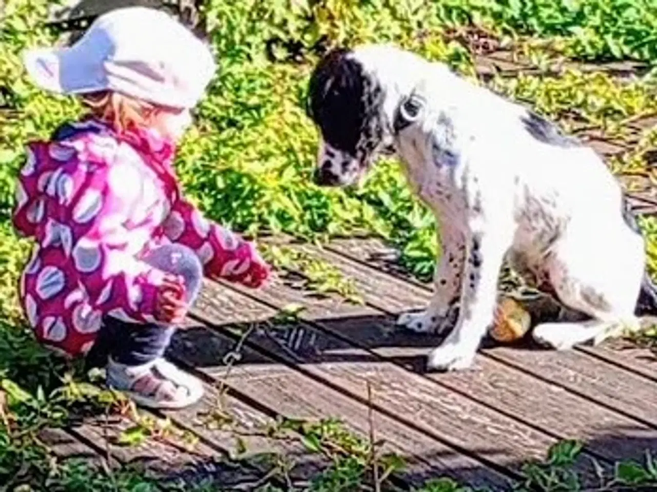 Billede 2 - Energisk og glad for engelsk springer 