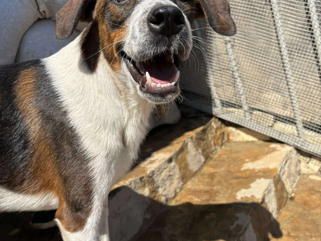 Billede 5 - Adopter Vince, og få en prins 🐶
