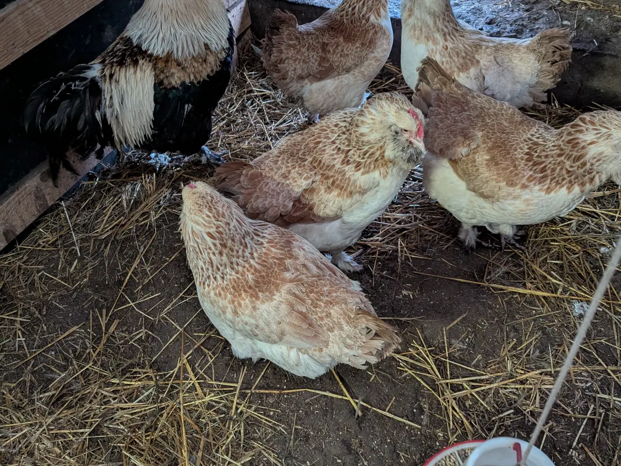 Billede 2 - Lakse Farvet Faverolles