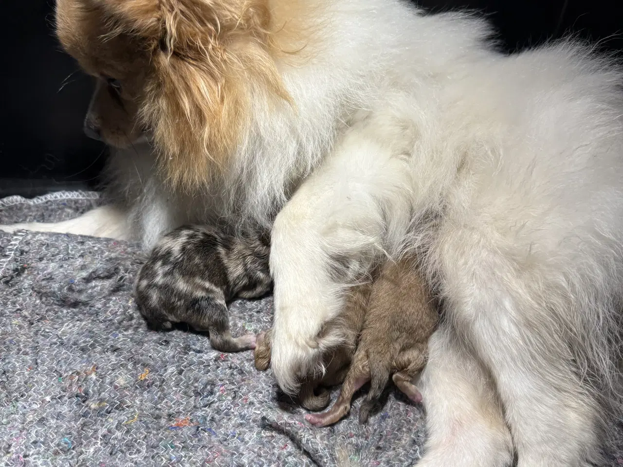 Billede 8 - Merle pomeranian