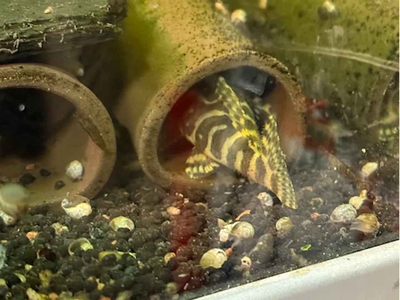 Billede 1 - Leopard Pleco, 6 stk.