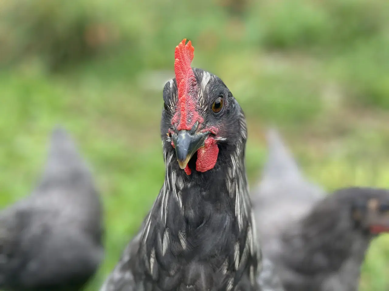 Billede 10 - Daggamle Silverruds blå, 8.3