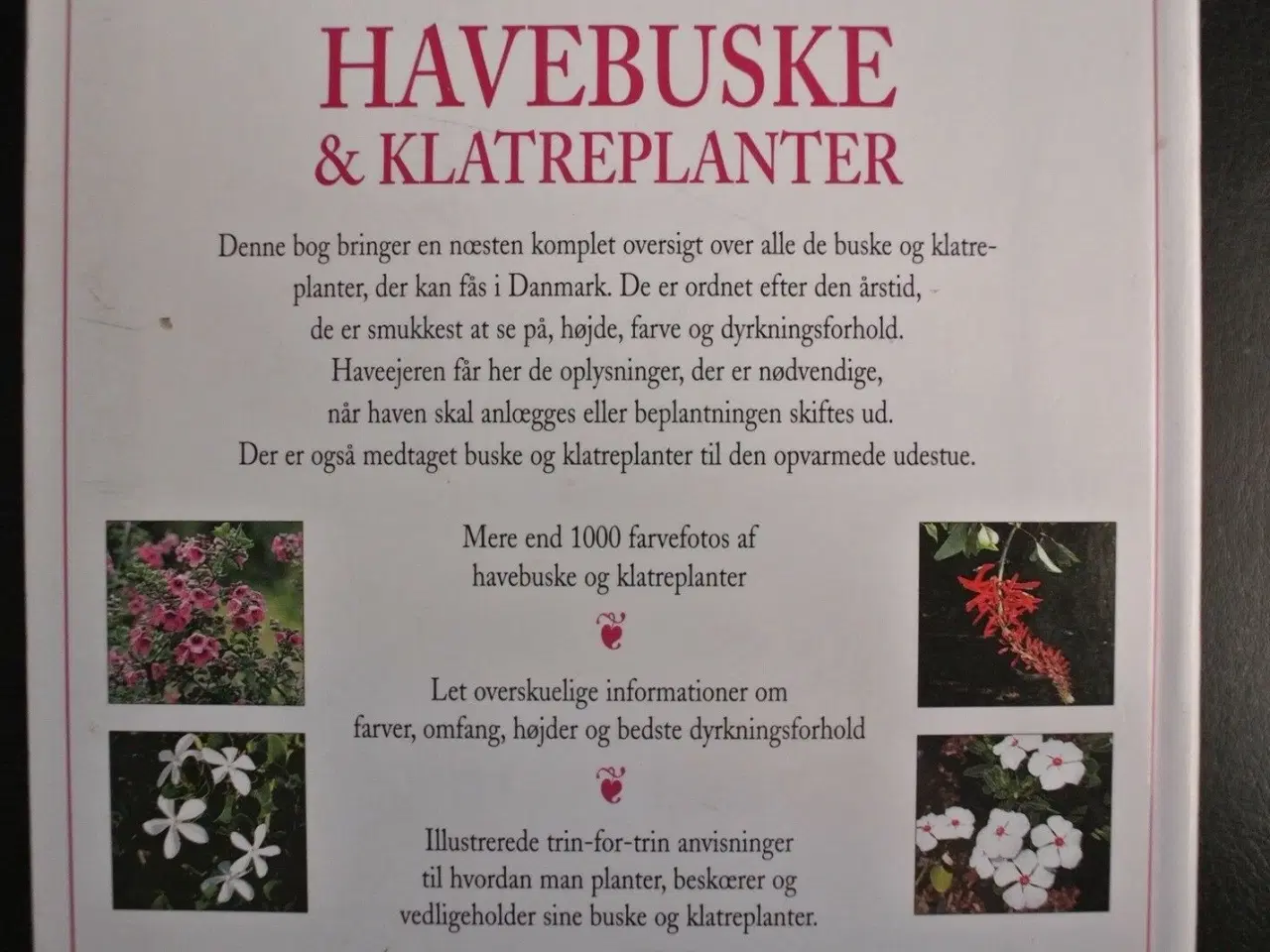 Billede 2 - havebuske og klatreplanter, oversat af kent havema
