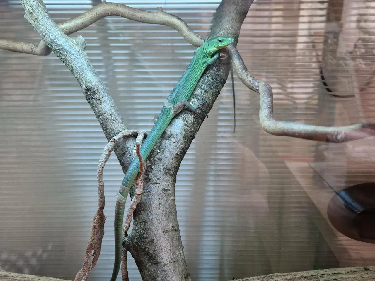 Billede 1 -  Et par Gastropholis Prasina