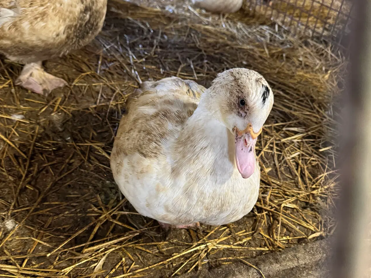 Billede 2 - Moskus ænder til haven