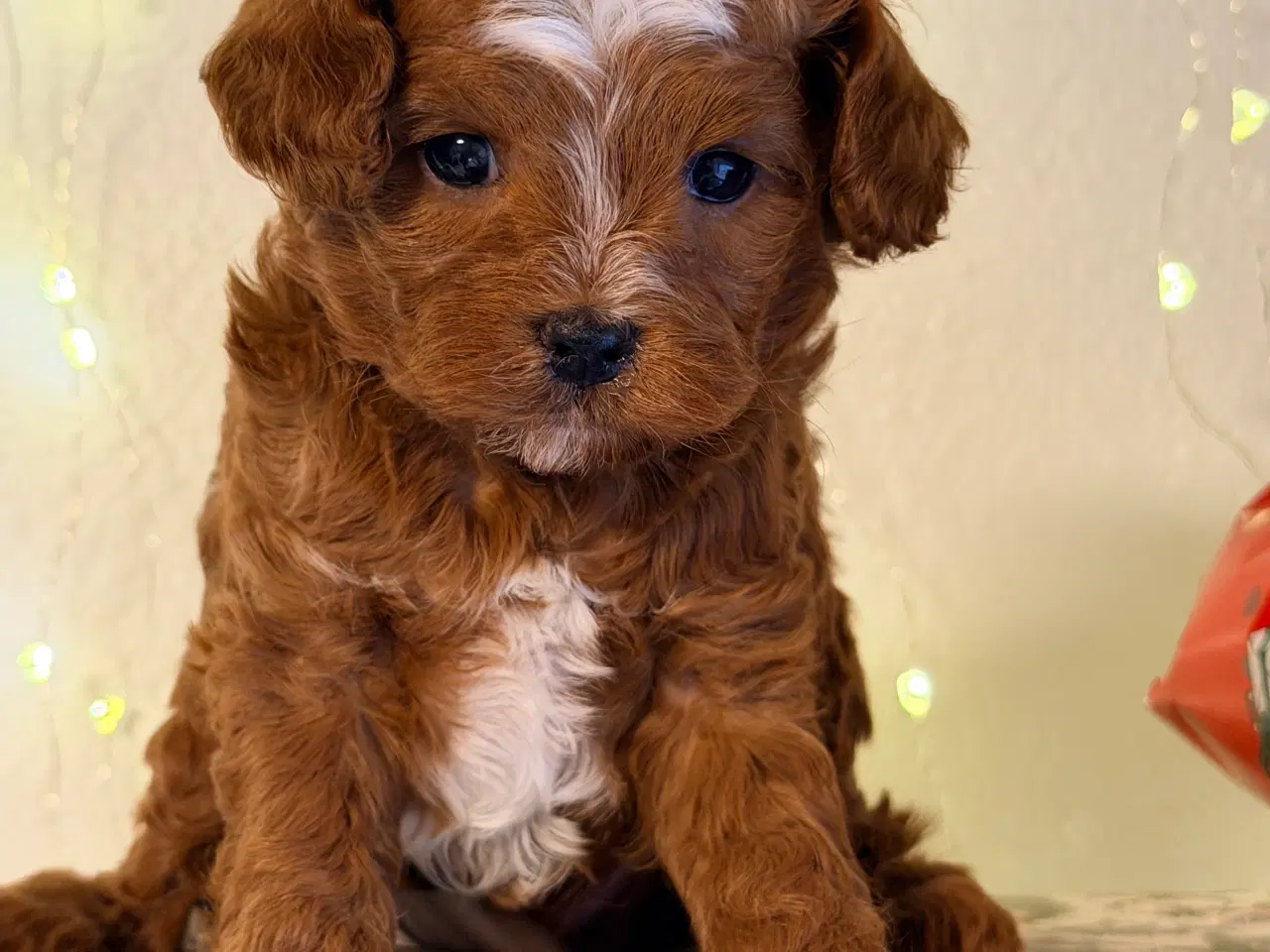 Billede 7 - Cavapoo dreng