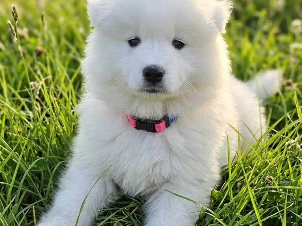 Billede 11 - Samojede hvalpe