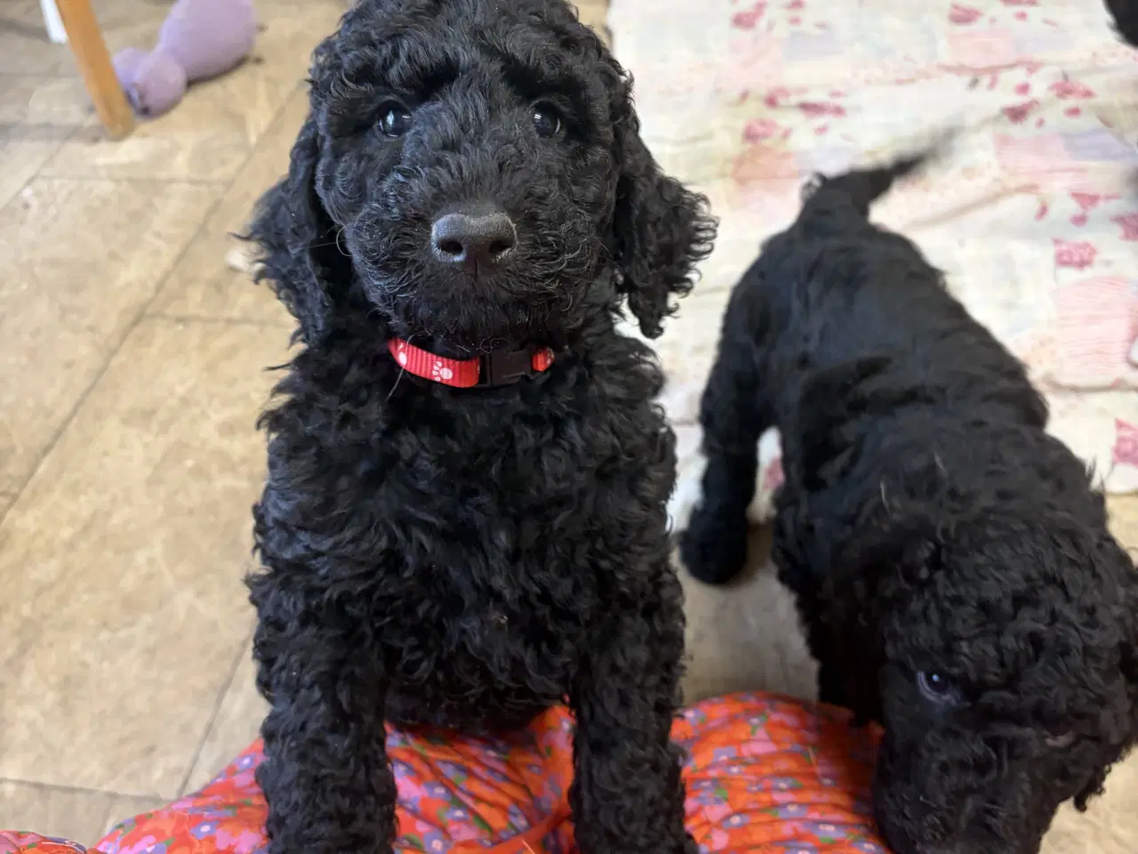 Billede 1 - Ægte mellem/stor puddel drenge må rejse nu !