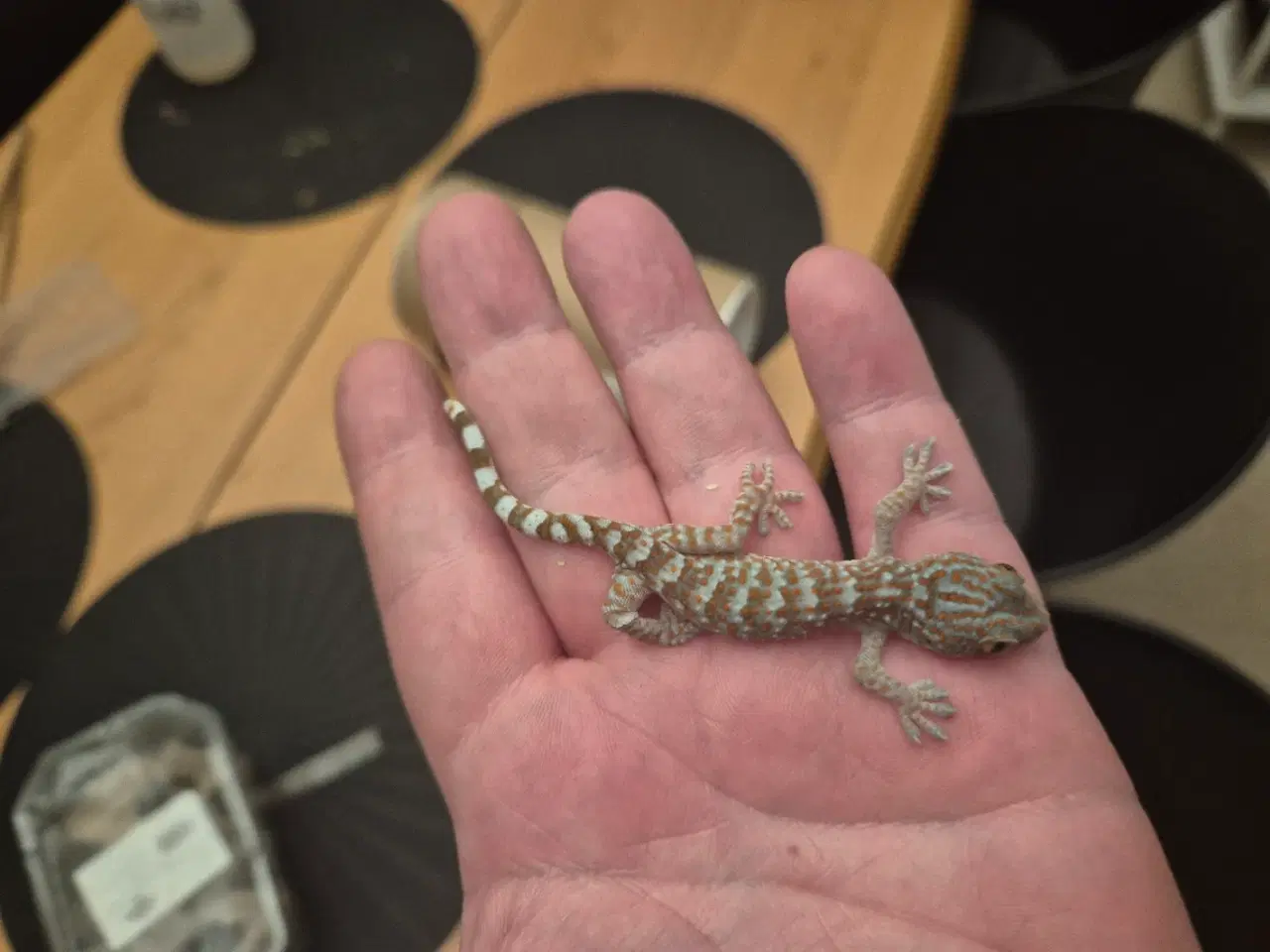 Billede 2 - sjældenhed (!) 2x tokay unger 