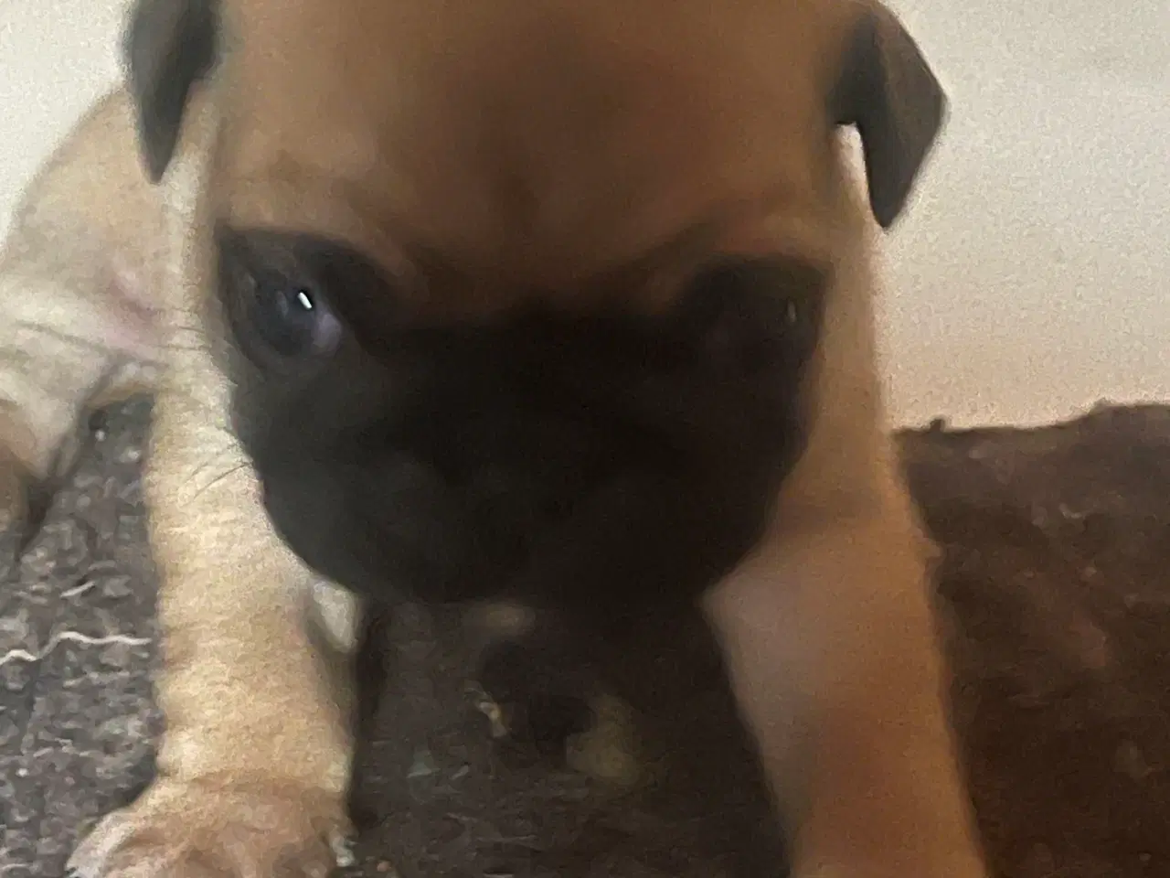 Billede 5 - Mops hvalpe 