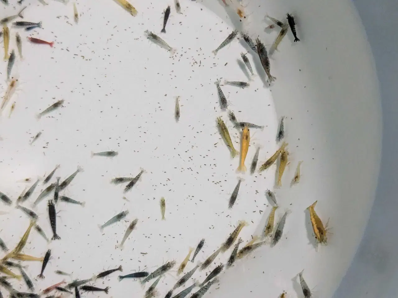 Billede 4 - Neocaridina reje-mix