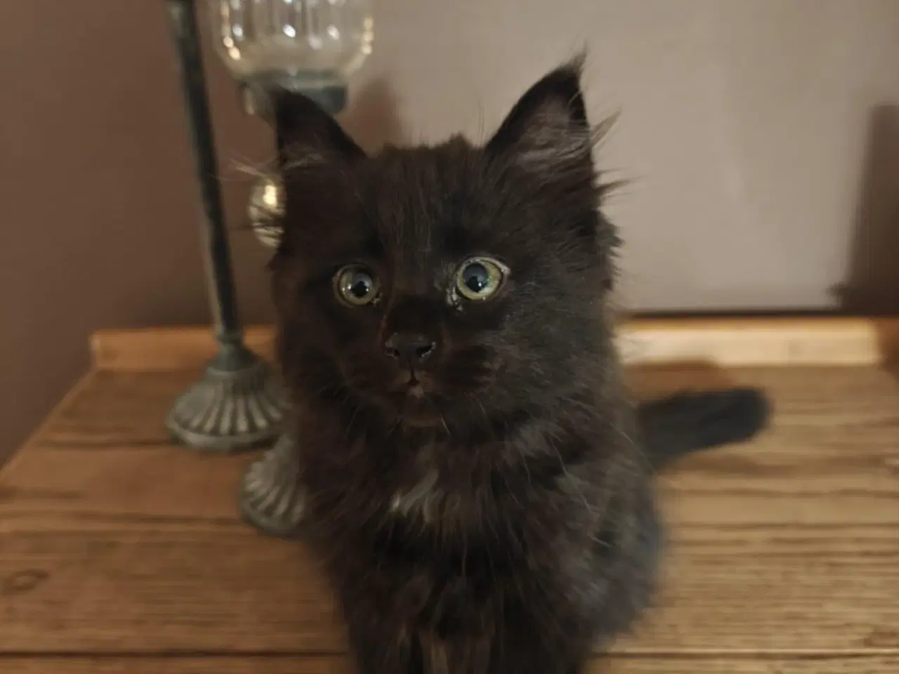Billede 4 - Virkelig lækker main coon blanding salgsklar NU