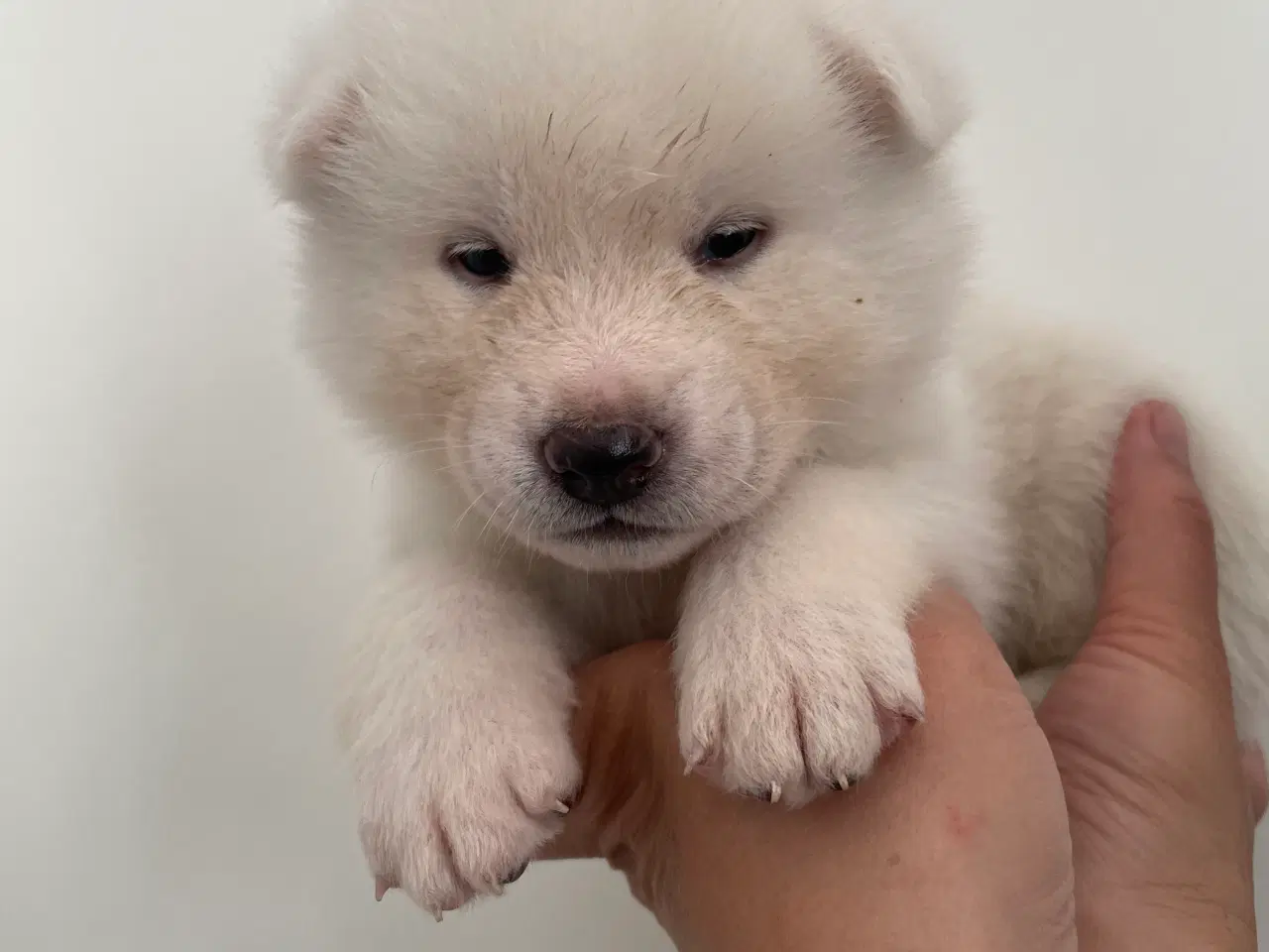 Billede 19 - Akita Inu hvalpe
