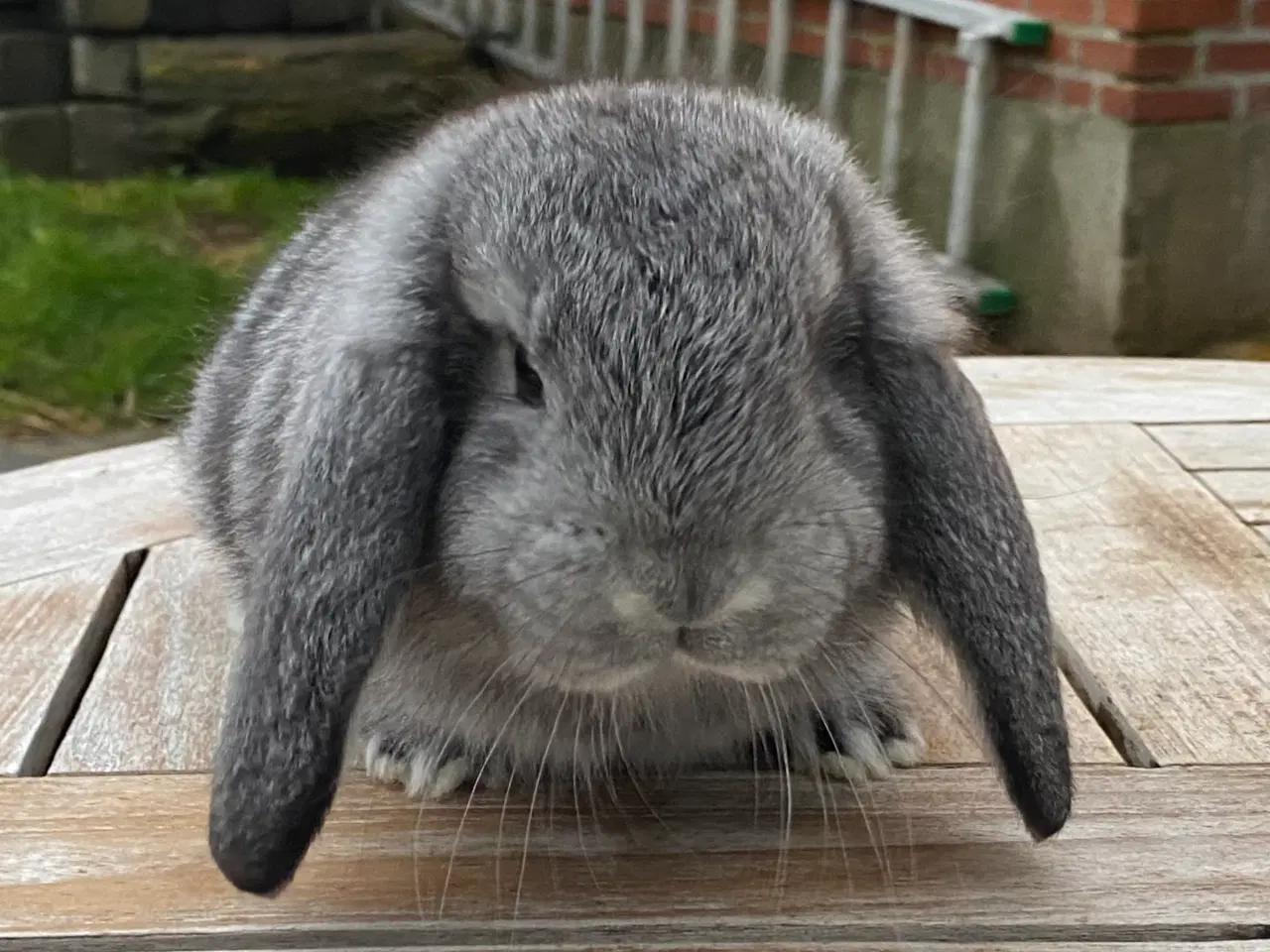 Billede 1 - FRANSK VÆDDER HAN CHINCHILLA