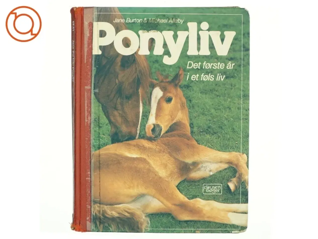 Billede 1 - Ponyliv, det første år i et føls liv