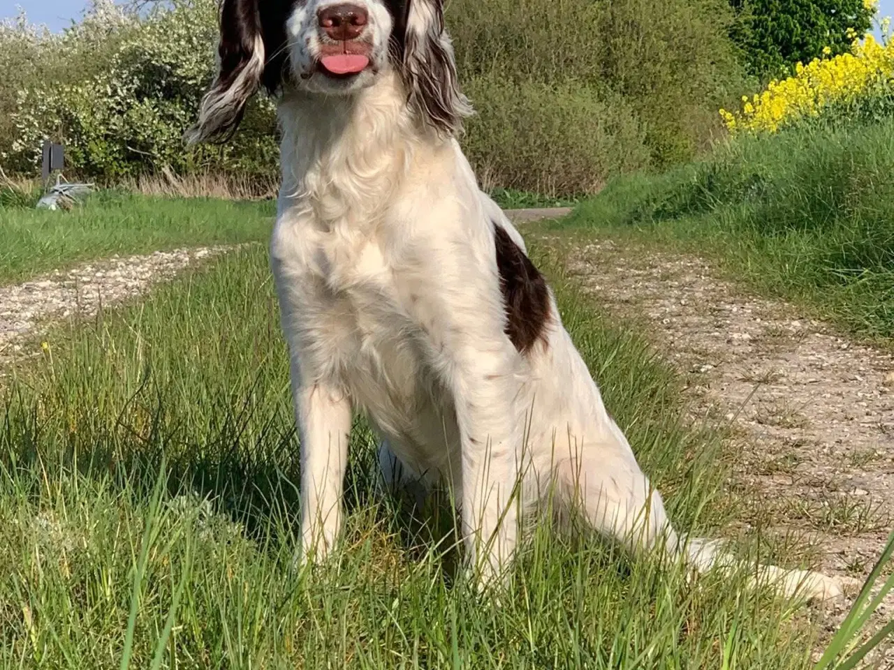 Billede 3 - FT Cocker Spaniel tæve med stamtavle