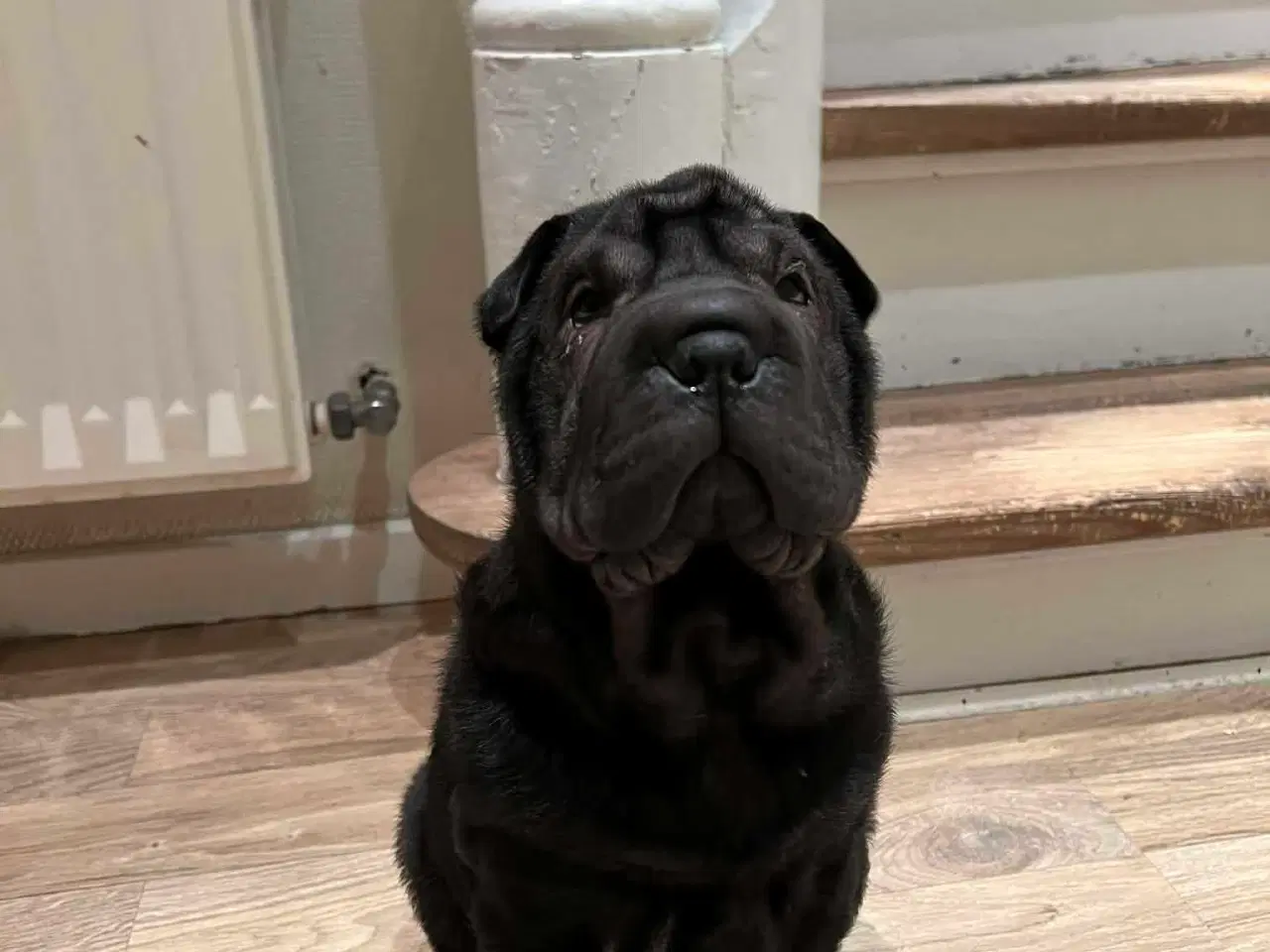 Billede 2 - Shar Pei