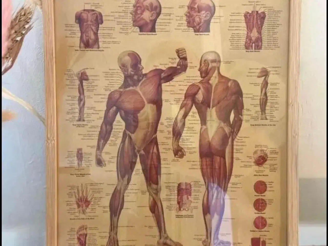 Billede 1 - Anatomi plakater 