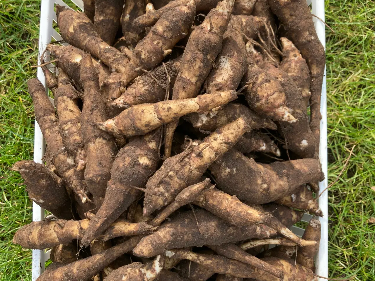 Billede 3 - Jordskokker 6 sorter alle vinterhårdfør