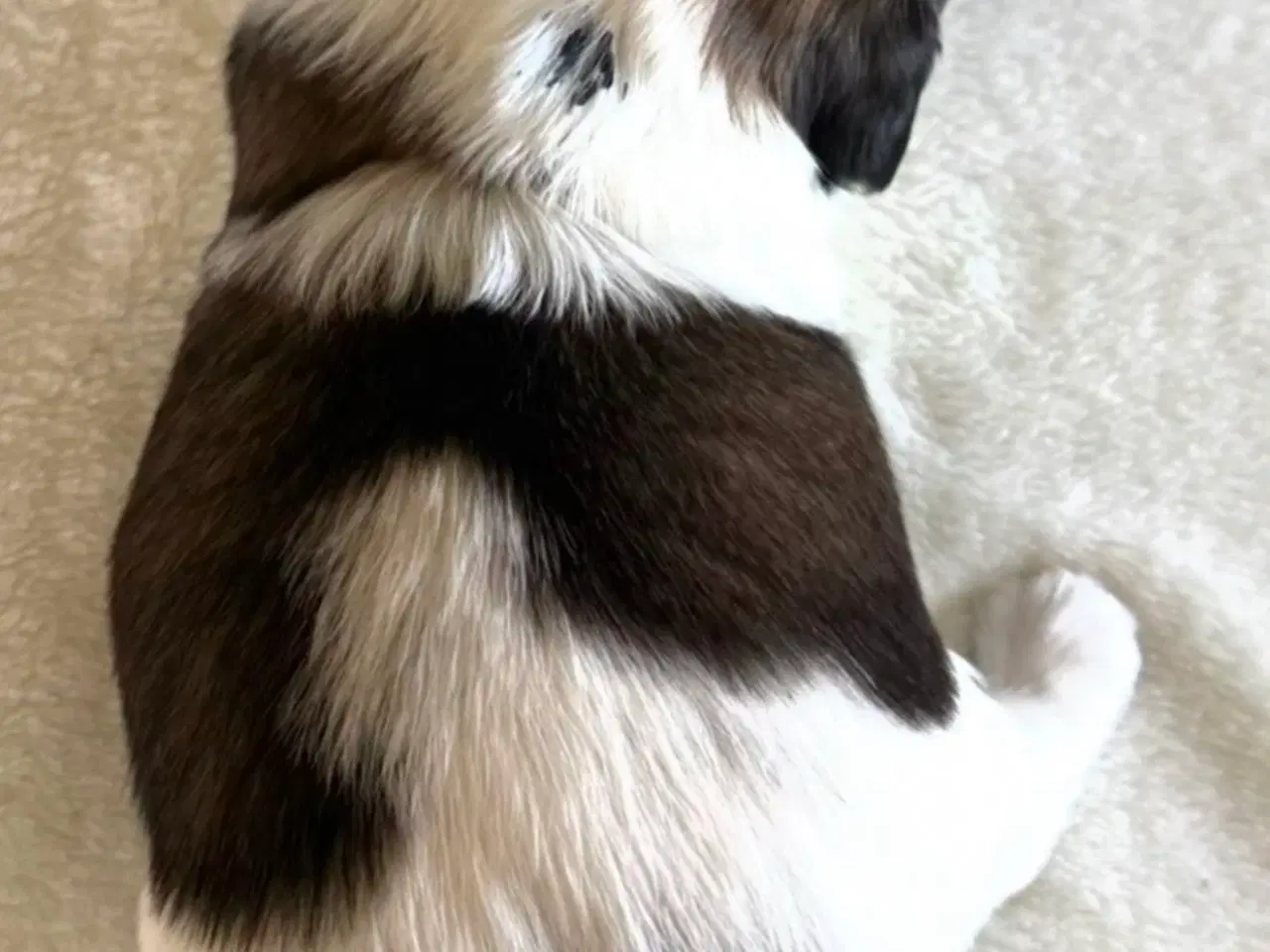 Billede 6 - Shih tzu hvalpe 