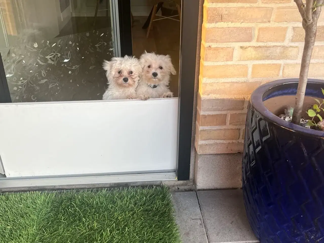 Billede 5 - Kærlige og allergivenlige Malteser og Bichon Havan