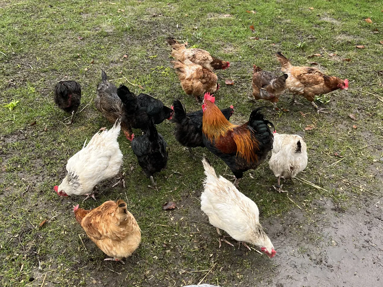 Billede 5 - 34 Kyllingen 