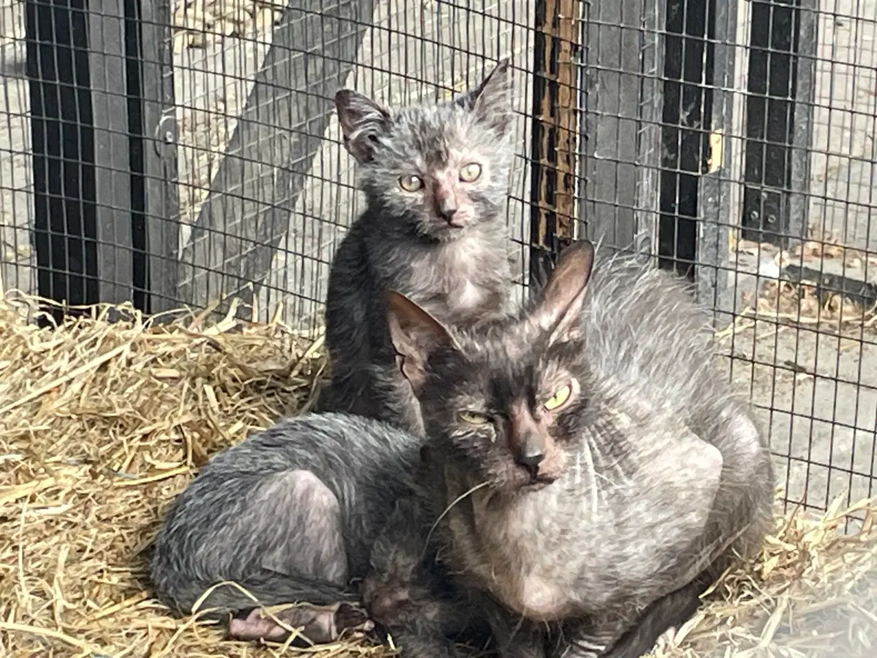 Billede 1 - Lykoi varulvekat