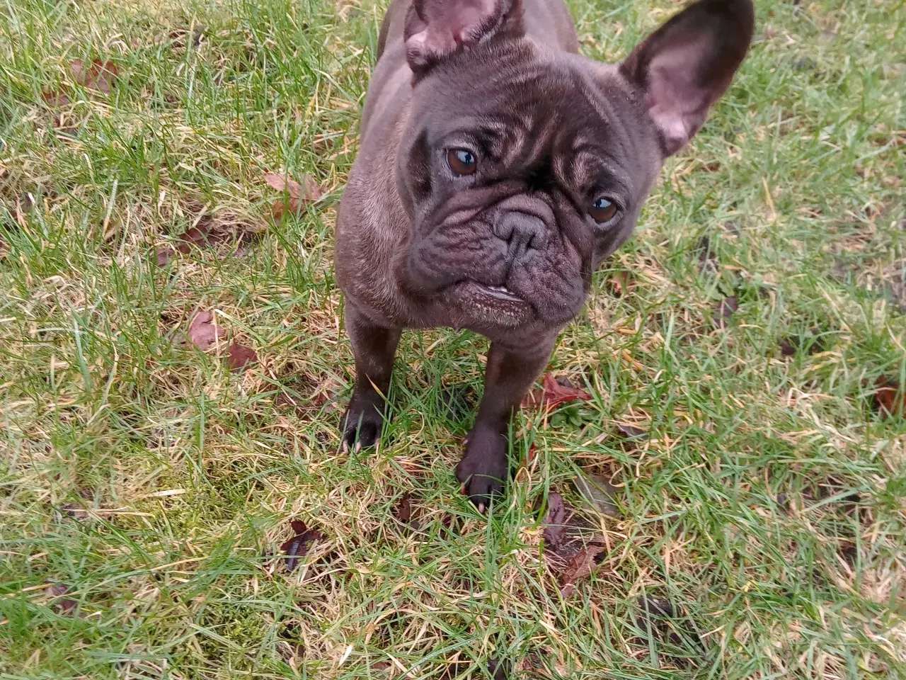 Billede 1 - Ældre fransk bulldog