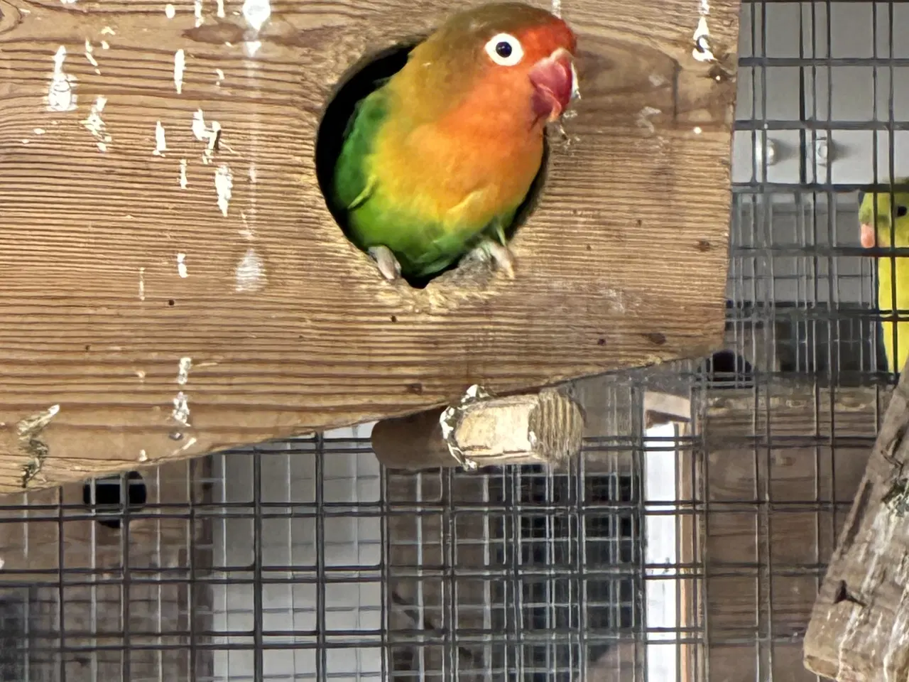 Billede 4 - Dværgpapegøjer 