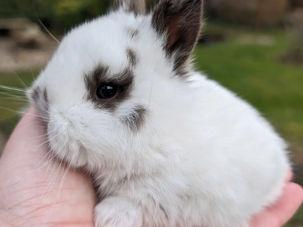 Billede 4 - Hermelin/minilop kaninunge sælges 