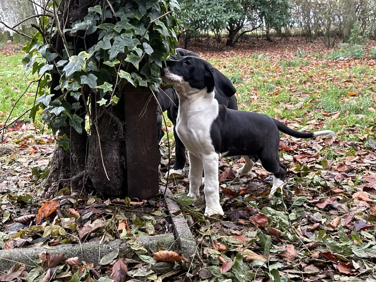 Billede 12 - Grand Danois hvalpe