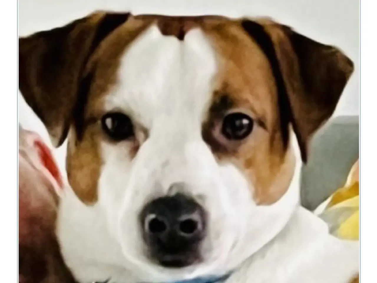Billede 3 - Dansk svensk gårdhunde hvalpe 