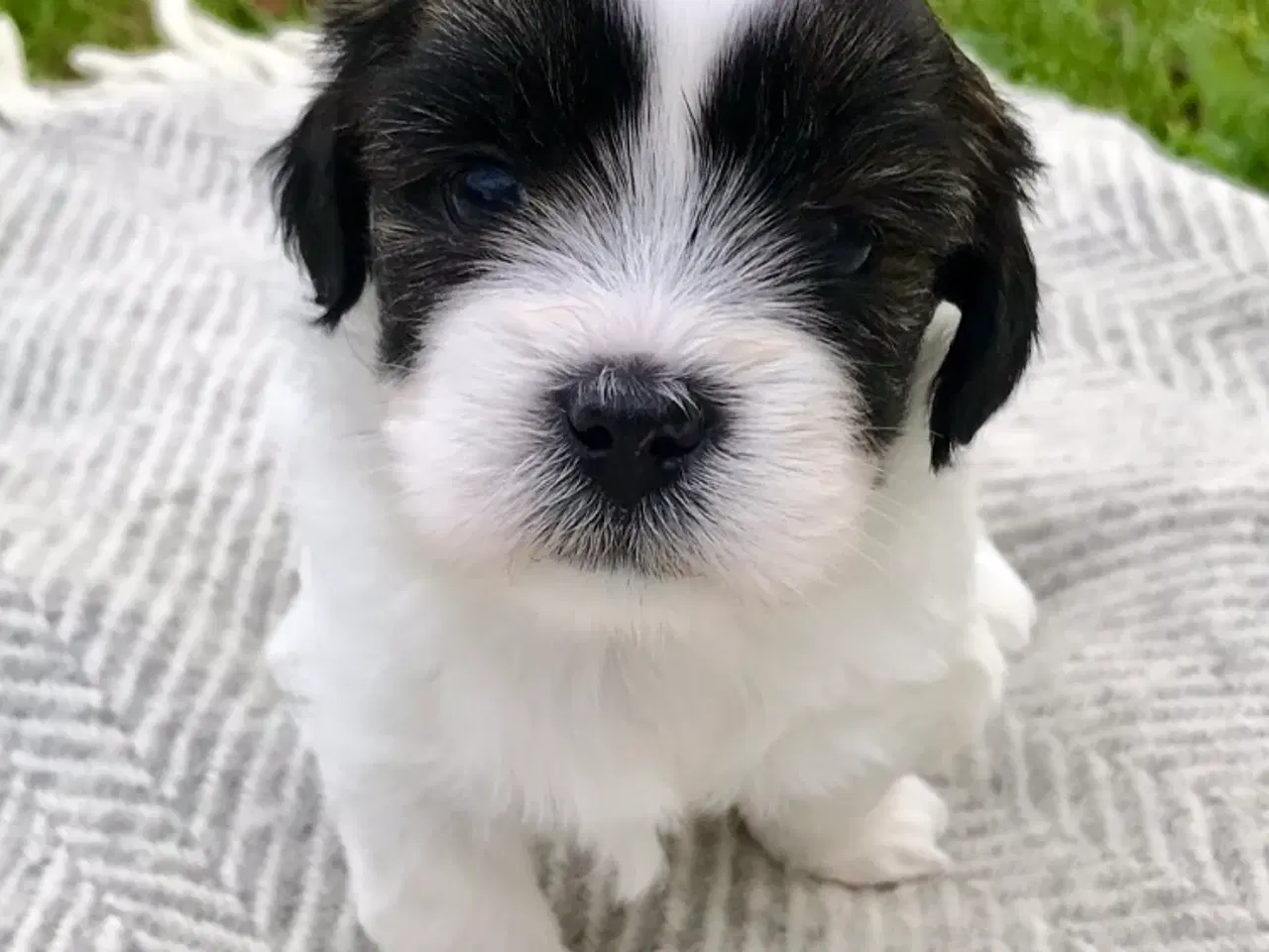 Billede 8 - Lhasa Apso hvalpe