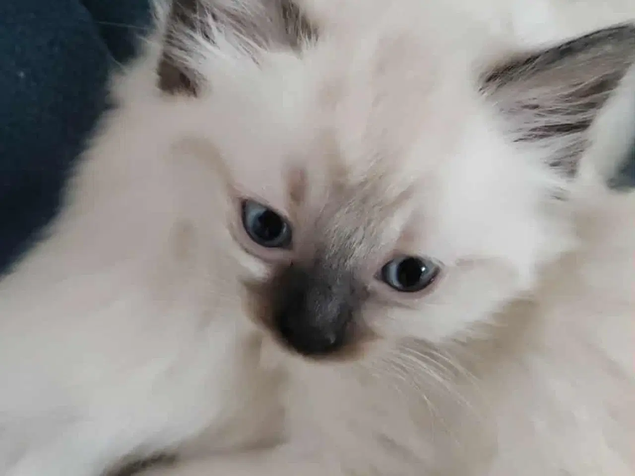 Billede 2 - Ragdoll hun killinger 