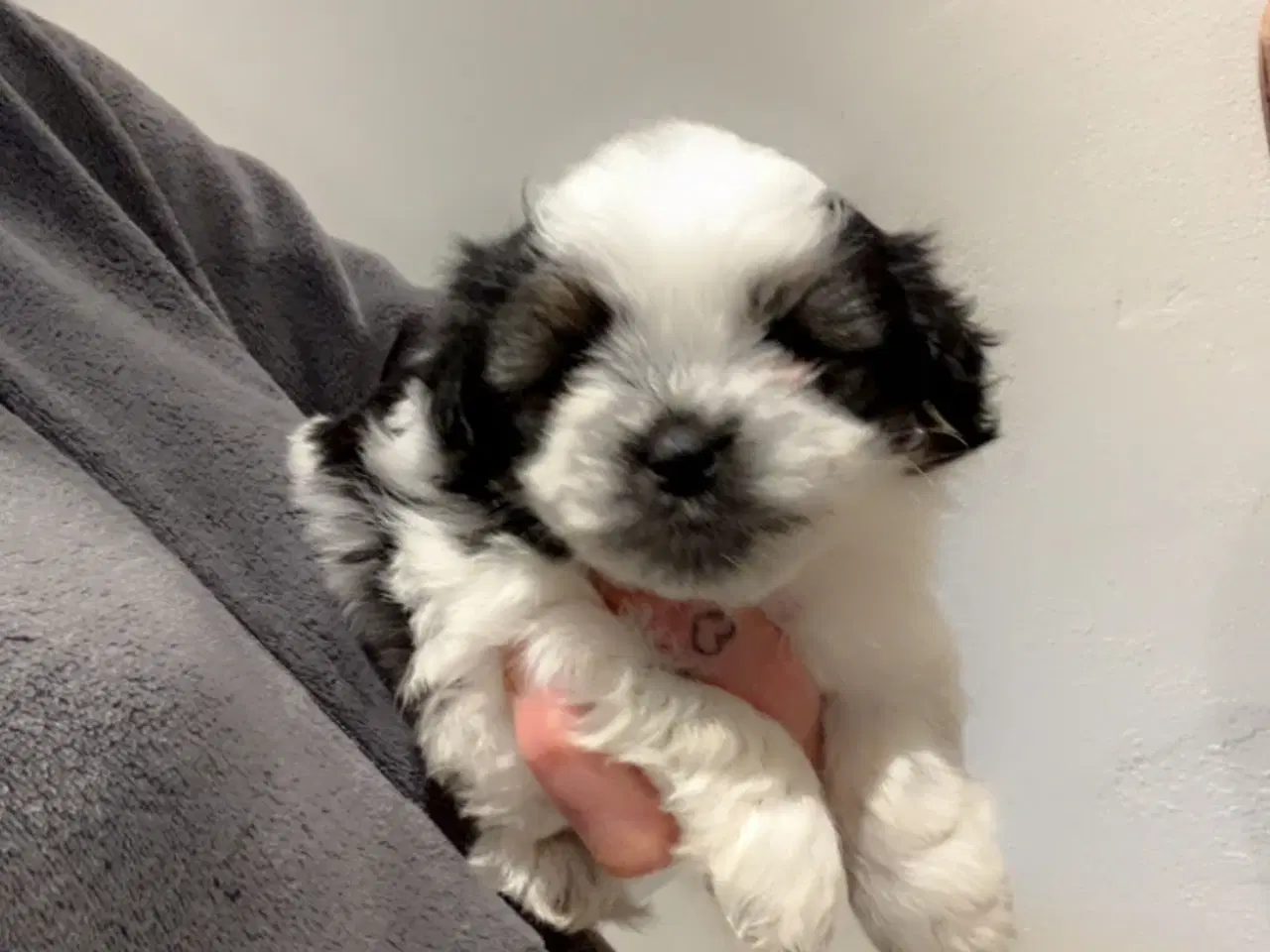 Billede 4 - Små maltipoo klar til kærlghed