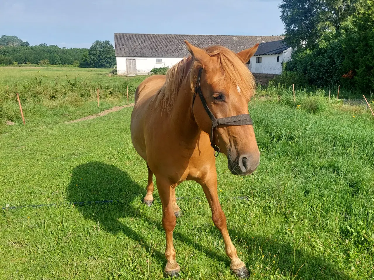 Billede 6 - Hest, hoppe sælges 