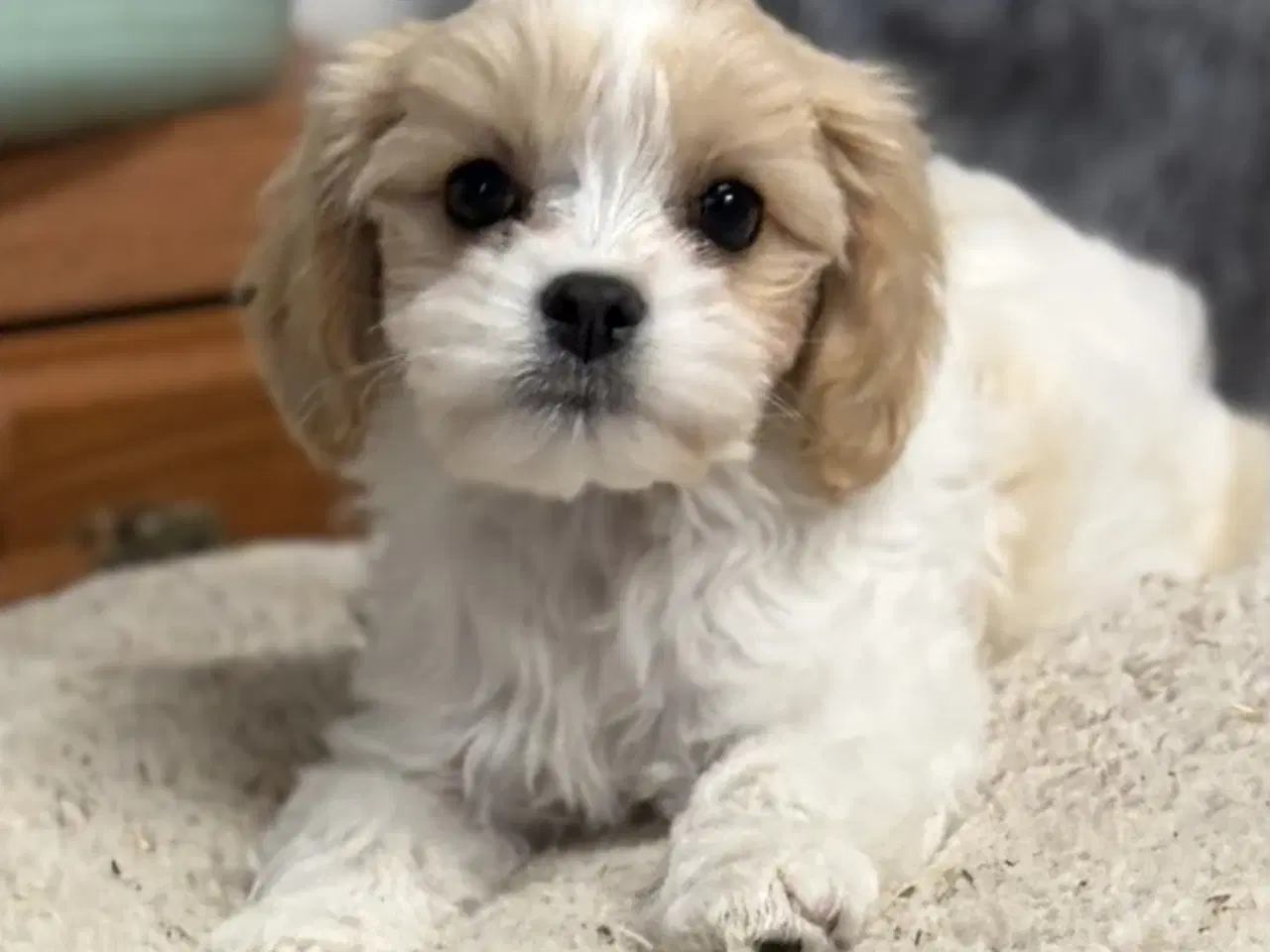 Billede 1 - Den smukkeste Mini Cavapoo pige 