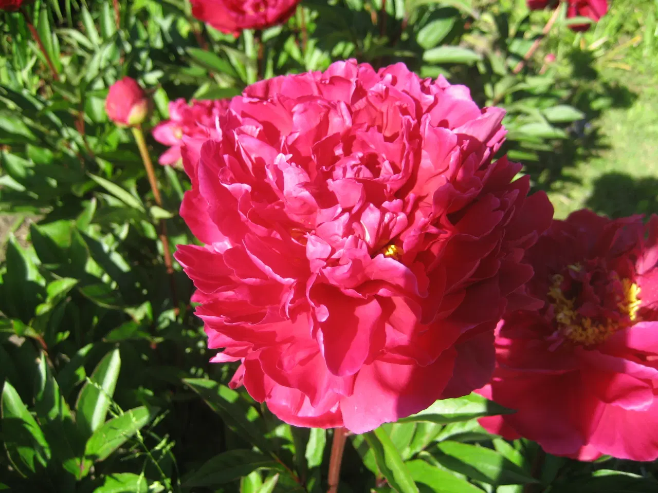 Billede 2 - Smukke mørkerøde pæoner