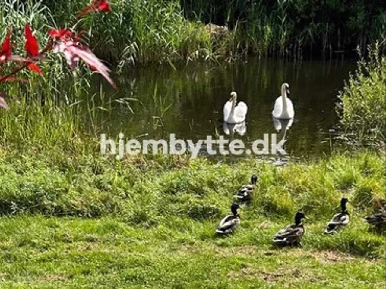 Billede 9 - Hjembytte - Sortemosevej