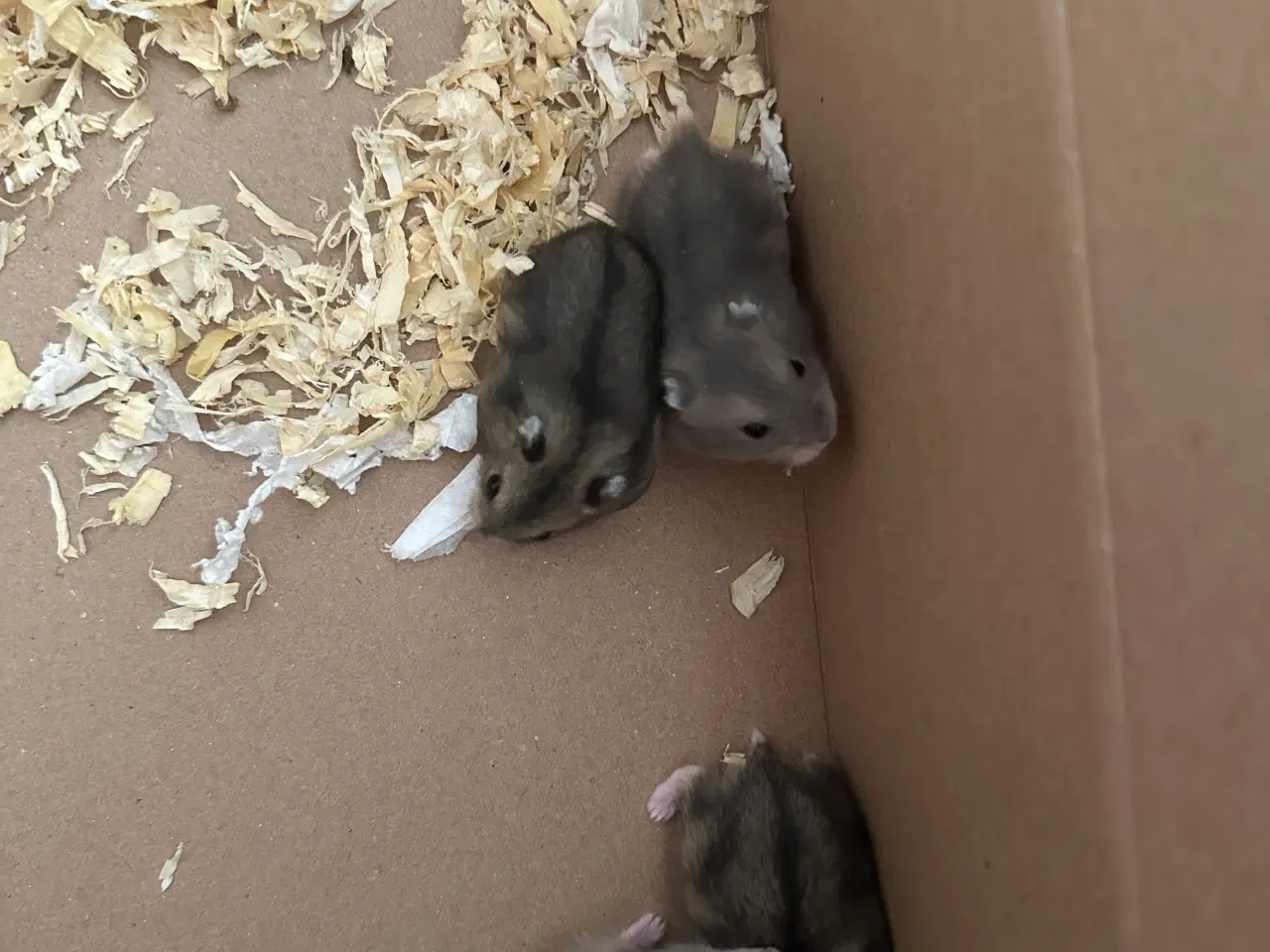 Billede 6 - Hamsterunger