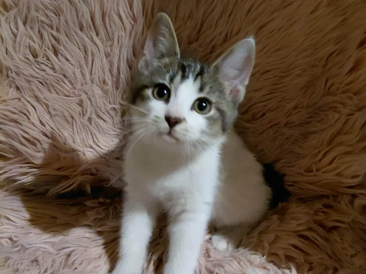 Billede 2 - Hun Killing