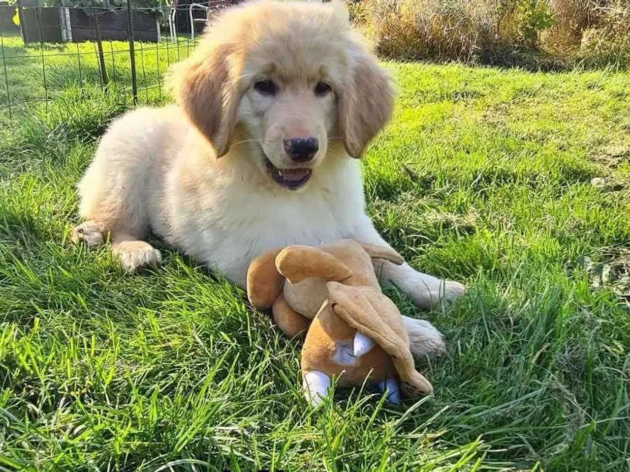 Billede 1 - Alma og King mangler hjem 🐕