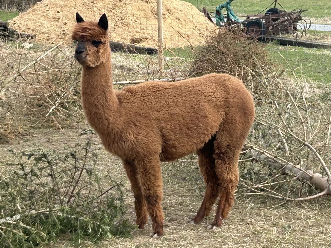 Billede 6 - Alpaca alpaka